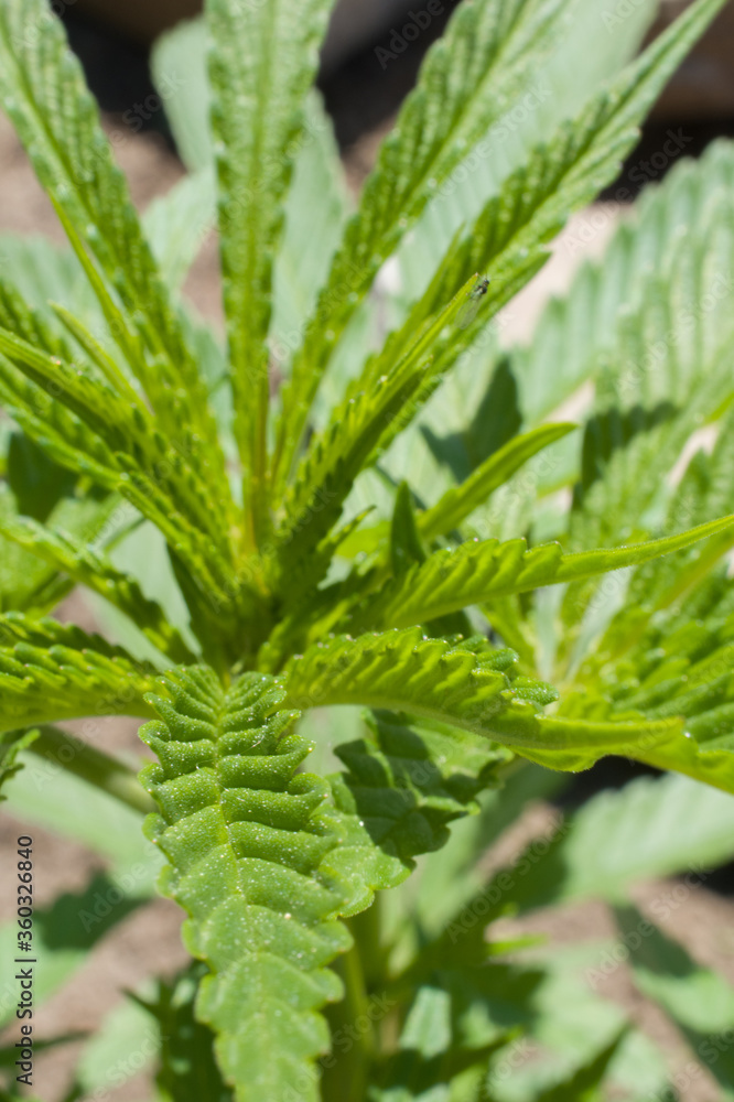 cannabis leaf close up marijuana plant green leaf edges cannabis leaf close up marijuana plant green leaf edges