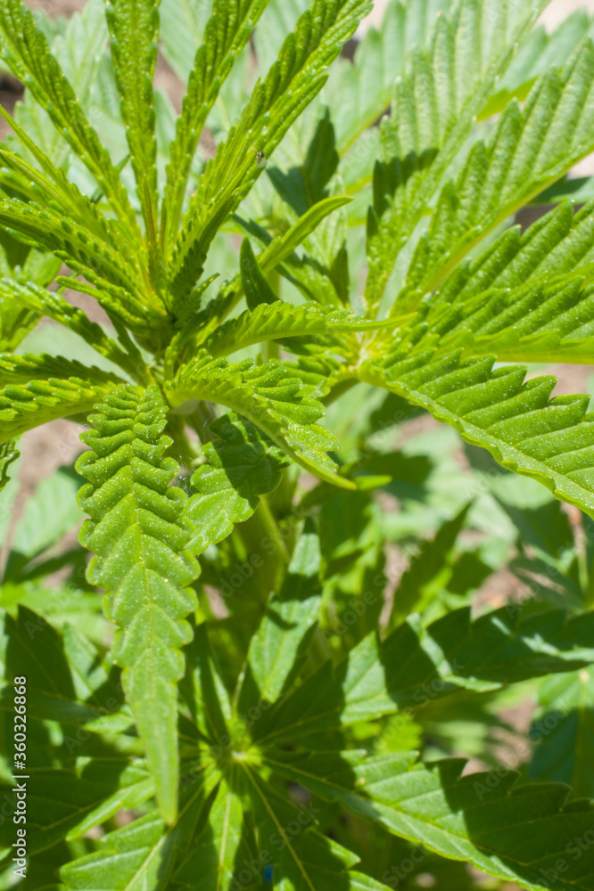 Obraz premium cannabis leaf close up marijuana plant green leaf edges 