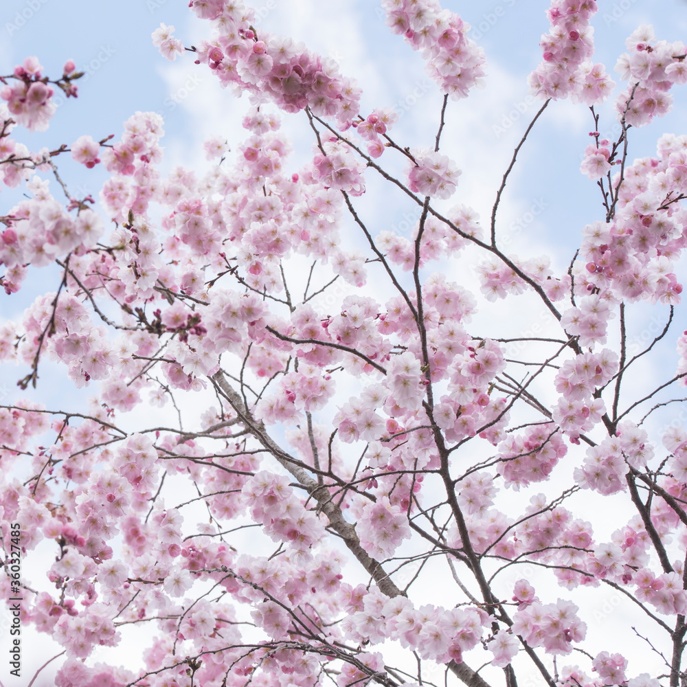 Pink Sakura Japanese cherry blossoming tree on sky background
Pink Sakura Japanese cherry blossoming tree on sky background