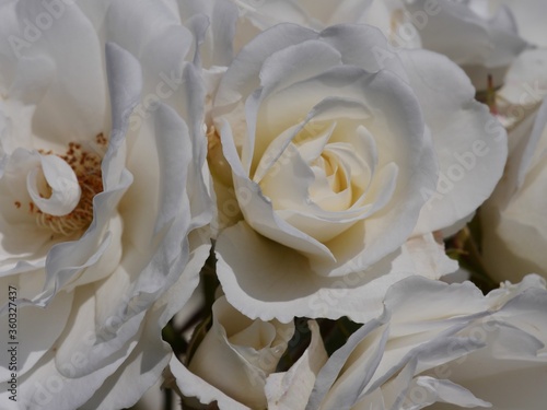 Weiße Rosenblüten