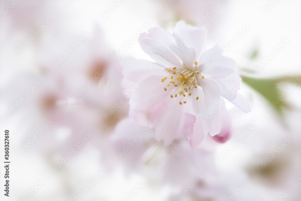 Pink Sakura Japanese cherry blossom macro