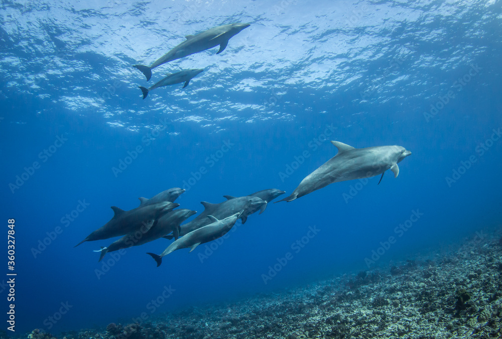 Dolphins underwater