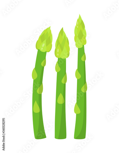 fresh asparagus isolated on white, vector illustration