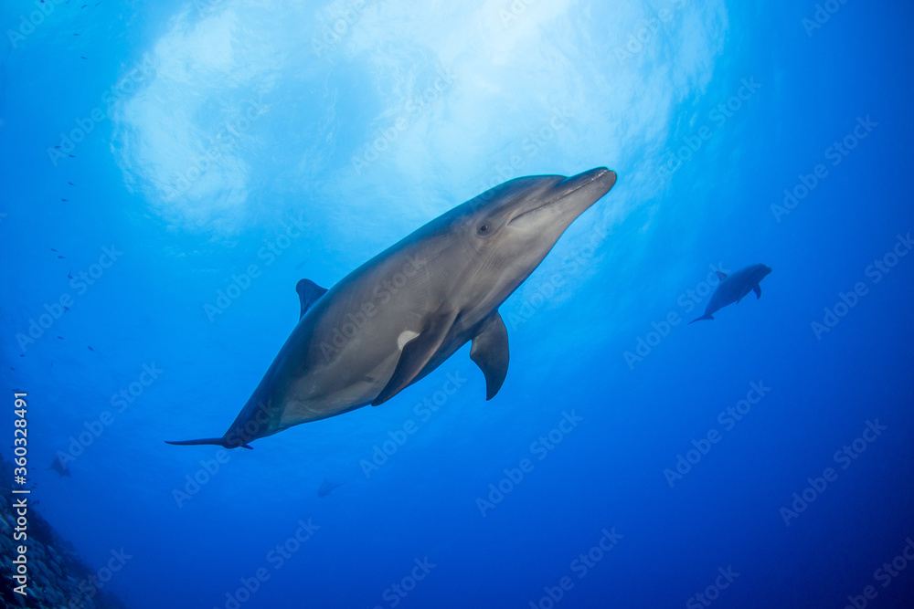 Dolphins underwater Dolphins underwater