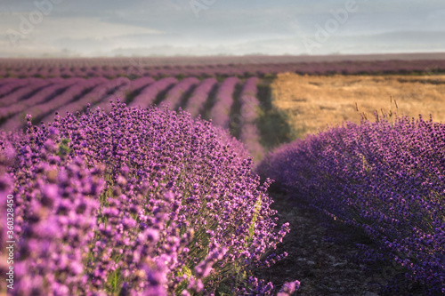A field of wheat and a field of lavender grow next to each other. Magnificent summer landscape. Natural cosmetics  aromatherapy  the concept of agriculture.