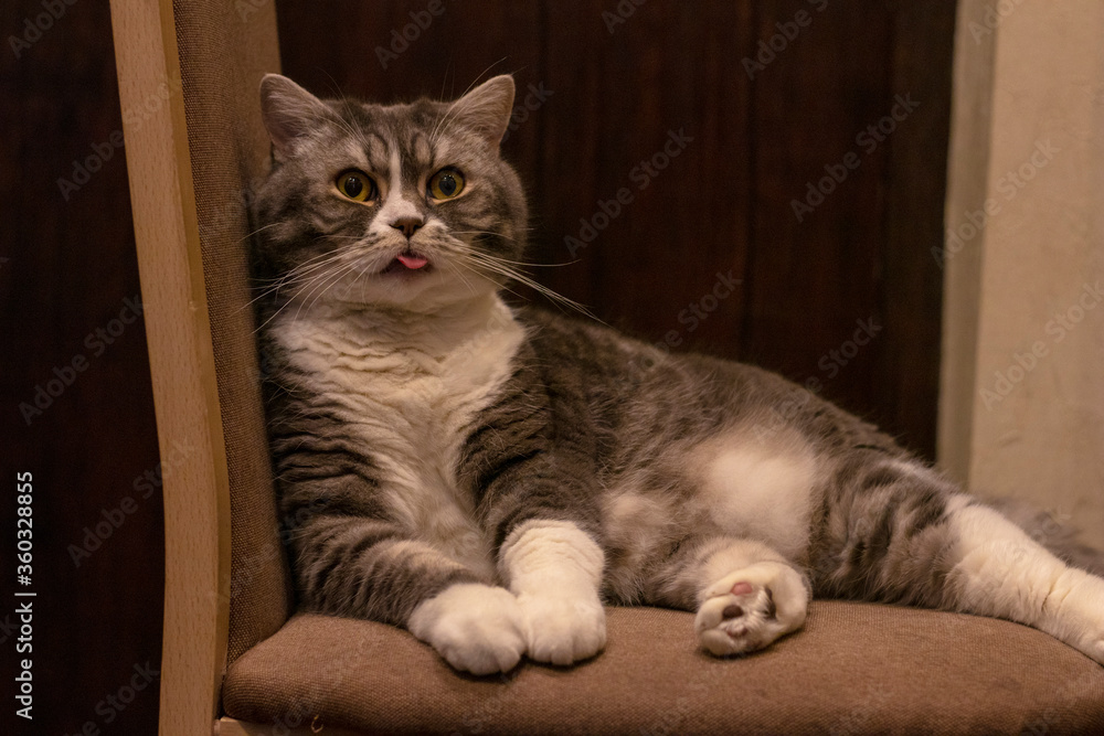 British gray and white cat with his tongue sticking out lies on a chair.