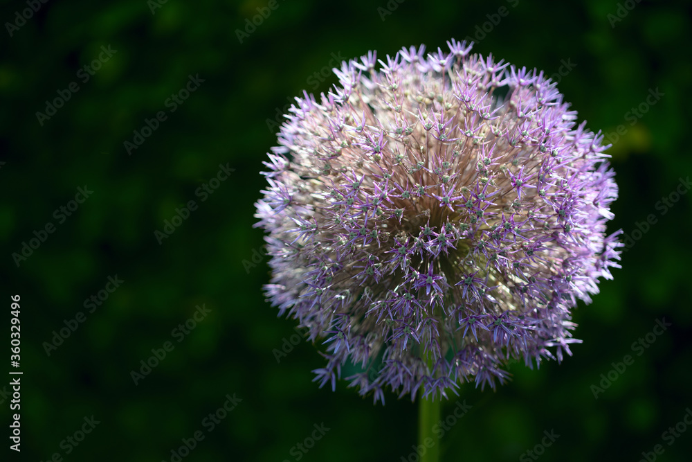 Star of Persia or Persian onion (Allium cristophii) flower head in backlight against a dark green background with copy space Star of Persia or Persian onion (Allium cristophii) flower head in backlight against a dark green background with copy space