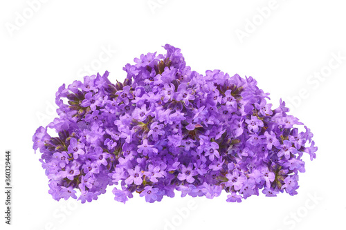 bunch of lavender flowers close-up isolated on a white background.