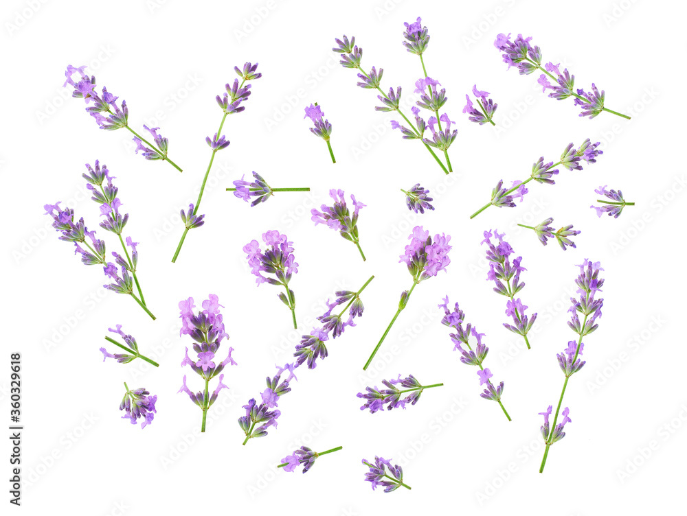 Collection elements of lavender flowers elements isolated on white background. Top view.