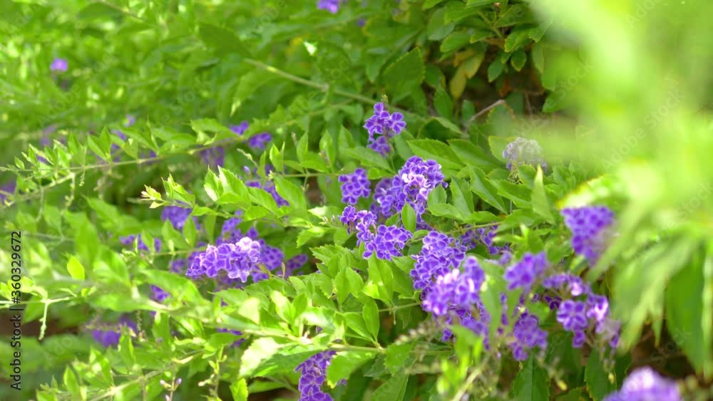 Violet flowers in the garden background in 4k slow motion 60fps Violet flowers in the garden background in 4k slow motion 60fps