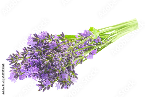 Lavender flowers bundle isolated on white background.