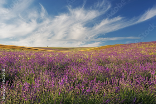 A field of lavender  and a field of lavender  and a beautiful blue sky with clouds. A magnificent summer landscape with a copy of the space. The image is perfect for decor  Wallpaper  and posters.