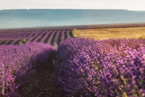 A field of wheat and a field of lavender grow next to each other. Magnificent summer landscape. Natural cosmetics, aromatherapy, the concept of agriculture.