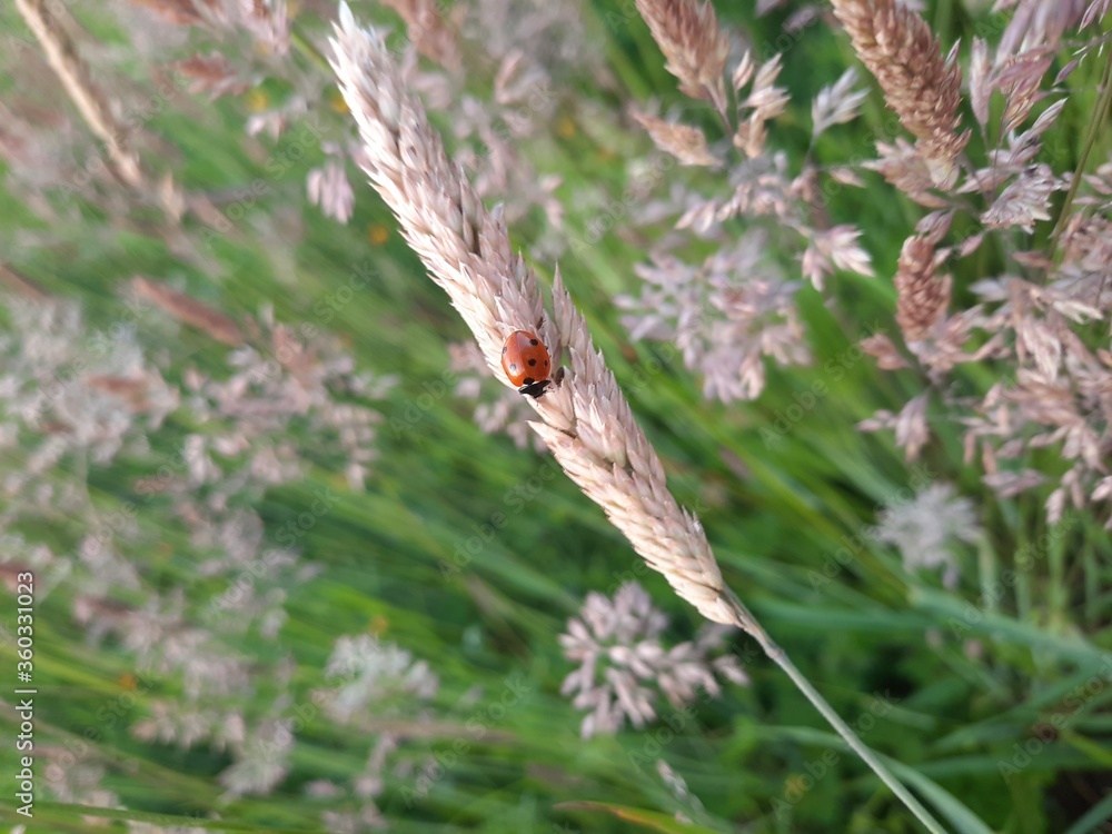 butterfly on the grass