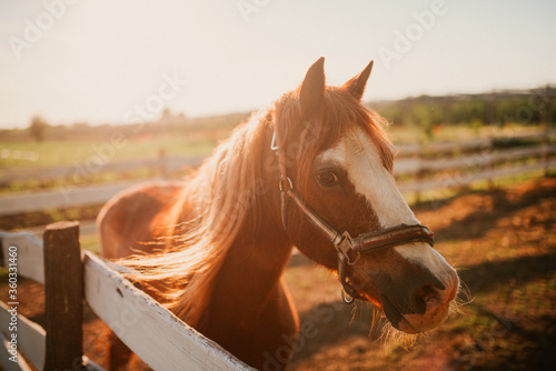 Portrait of a beautiful brown horse on a farm