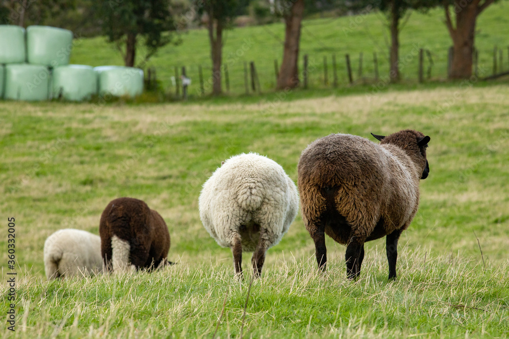 four sheep facing away from camera four sheep facing away from camera