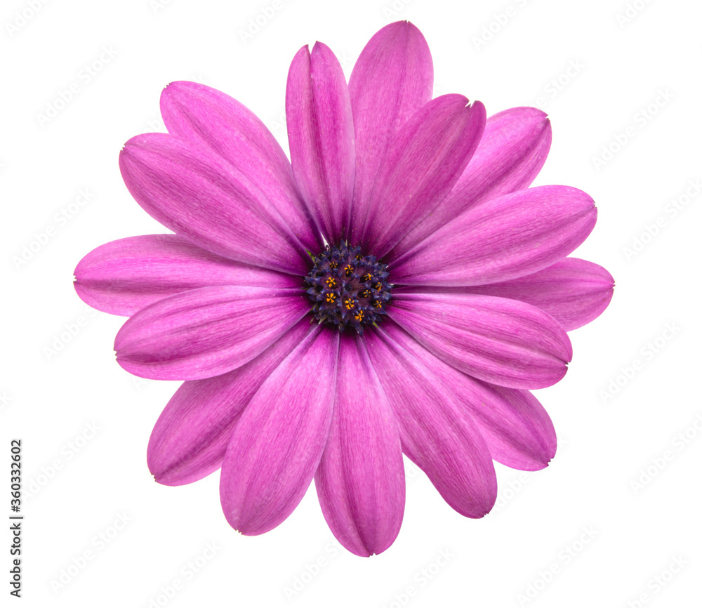 Osteospermum or african daisy withe purple petals isolated on the white Osteospermum or african daisy withe purple petals isolated on the white