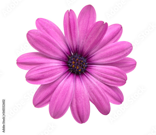 Osteospermum or african daisy withe purple petals isolated on the white