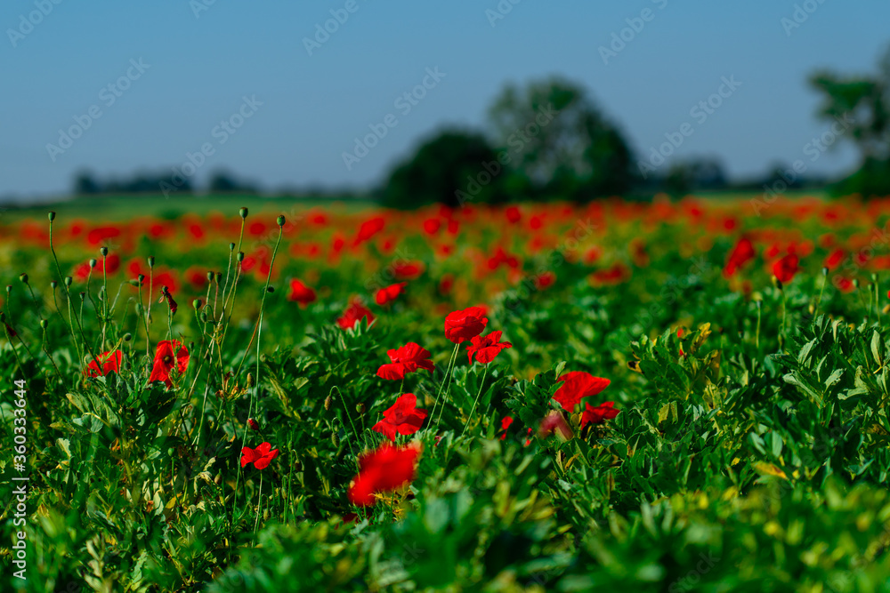 Spring poppies in a field of green Spring poppies in a field of green