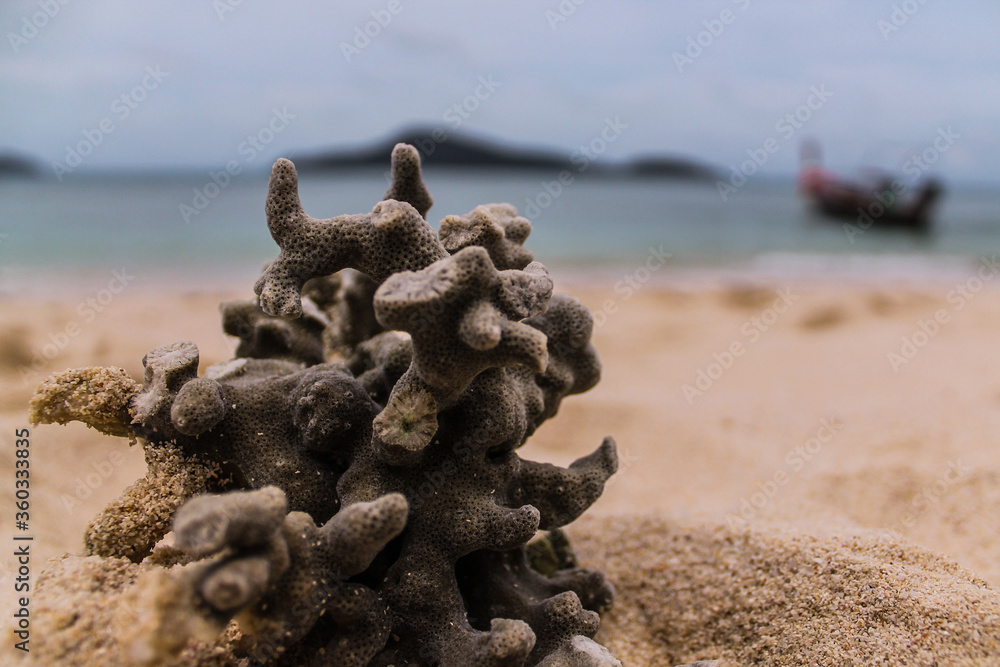 Rafa koralowa wyrzucona na brzeg oceanu. Rafa koralowa wyrzucona na brzeg oceanu.