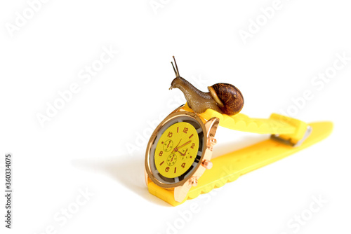 Yellow wristwatch and snail isolate on white. clock hands. concept of time, slow, waiting, Time management. copy space