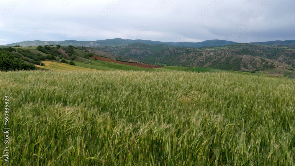 green wheat field. beautiful green landscape.
