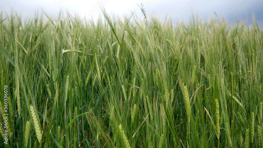 green wheat field. beautiful green landscape.