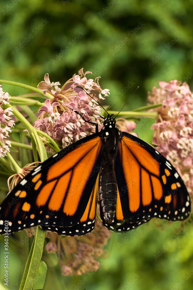 Fototapeta premium A monarch butterfly on their favorite flower, a milkweed.