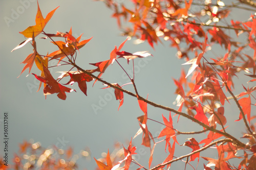 tree branches with red and orange leaves in autumn