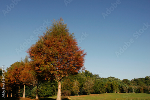 tree leaves on an autumn afternoon