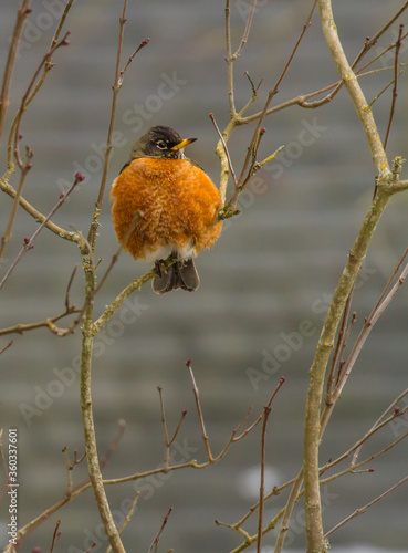 A robin is perched on a holly tree branch, on a cold winter day in a garden in Salem, Oregon. His feqathers are puffed up to keep warm.