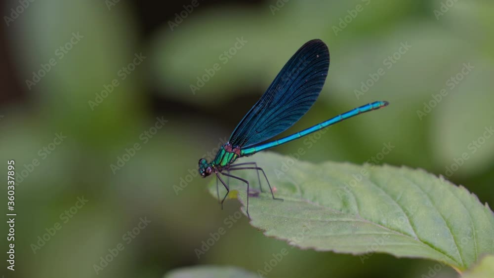 Dragonfly on leaf, male, blue, Banded Demoiselle (Calopteryx splendens) - (4K) Dragonfly on leaf, male, blue, Banded Demoiselle (Calopteryx splendens) - (4K)
