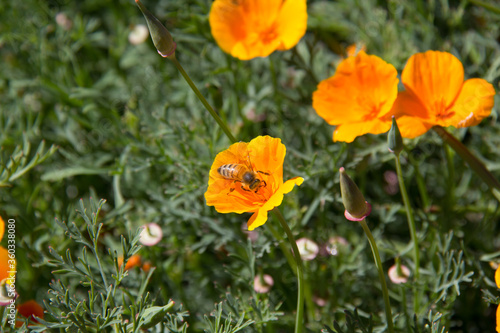 bee on poppy flowers in the field