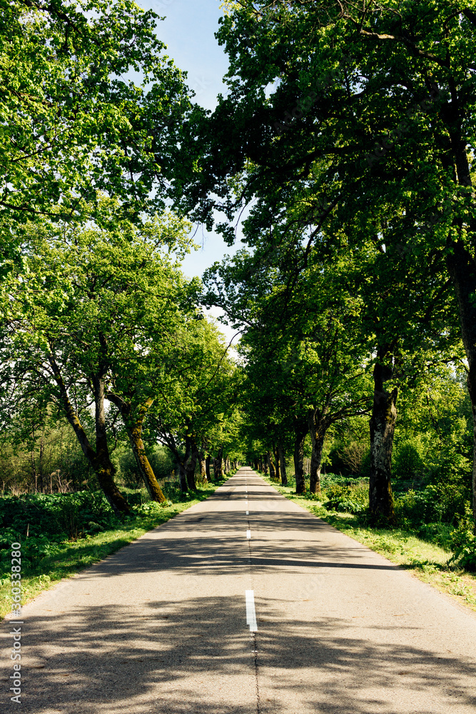 The road passes through an alley of trees The road passes through an alley of trees