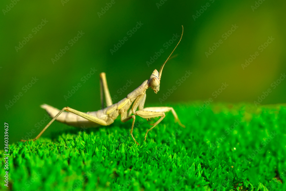 Close up of pair of Beautiful European mantis ( Mantis religiosa ) Close up of pair of Beautiful European mantis ( Mantis religiosa )