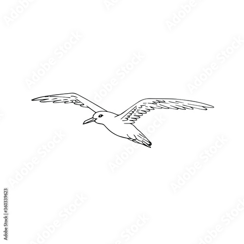 Vector hand drawn doodle sketch flying seagull isolated on white background