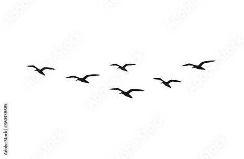 Vector hand drawn doodle sketch flying seagull birds flock silhouette isolated on white background