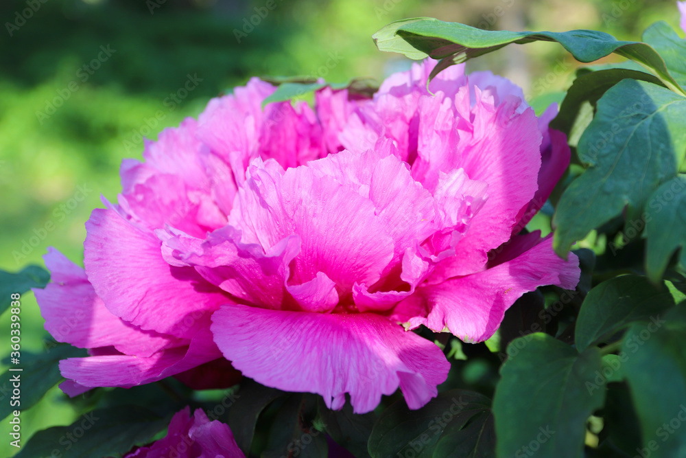 Beautiful pink peonies. Peonies in the garden. Beautiful background. Beautiful pink peonies. Peonies in the garden. Beautiful background.