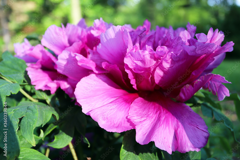 Beautiful pink peonies. Peonies in the garden. Beautiful background. Beautiful pink peonies. Peonies in the garden. Beautiful background.