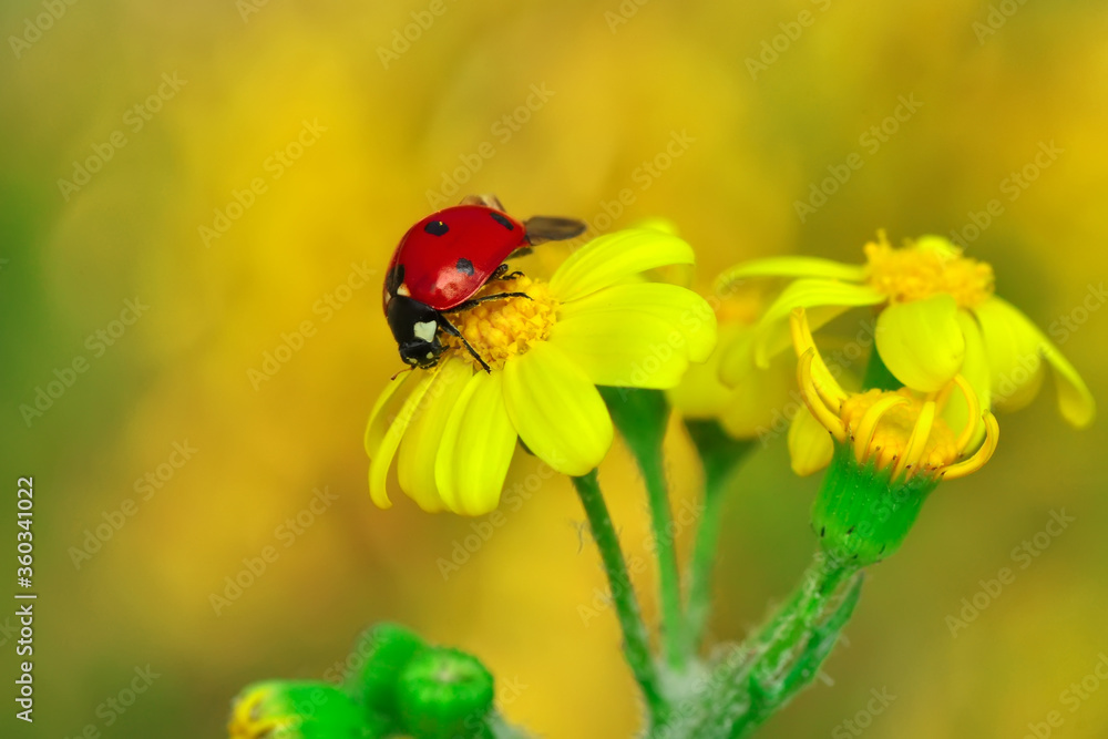 Fototapeta premium Beautiful ladybug on leaf defocused background