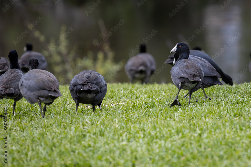 Fototapeta premium American Coot birds on grass, walking toward the lake