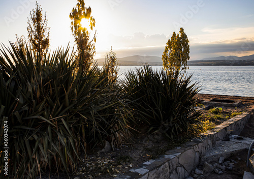 a lonely Yucca on the beach sees off the sea sunset in Gelendzhik