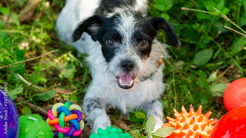 Tableau sur toile Dog Toys Scruffy