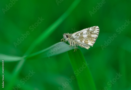 Macro Photography of Yellow Moth on Twig of Plant.