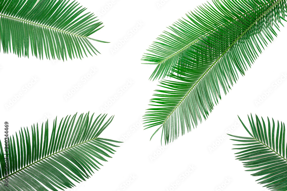 Green leaves of palm isolated on white background.