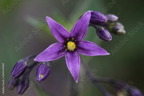 bittersweet nightshade