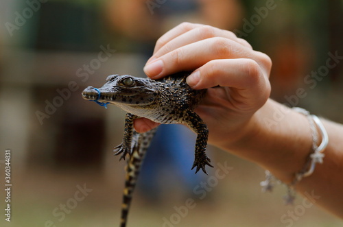Photography Baby alligator