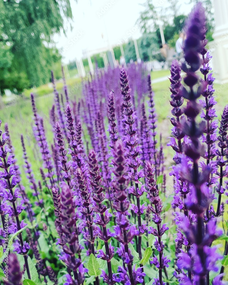 Obraz premium lavender field in provence