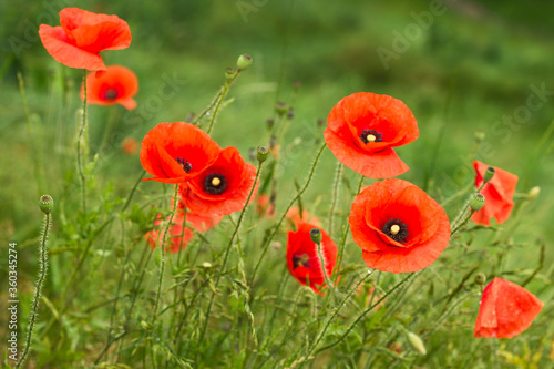 Red Poppy Flowers on a green meadow. Blooming Poppies on a Spring Field