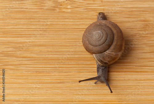 Snail on a beautiful wooden background